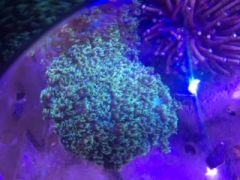 Flower Pot Coral (Goniopora sp.) Metallic Green