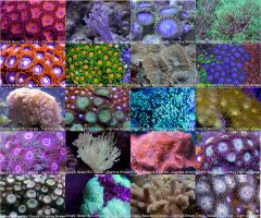 Softies Coral Frag Pack2