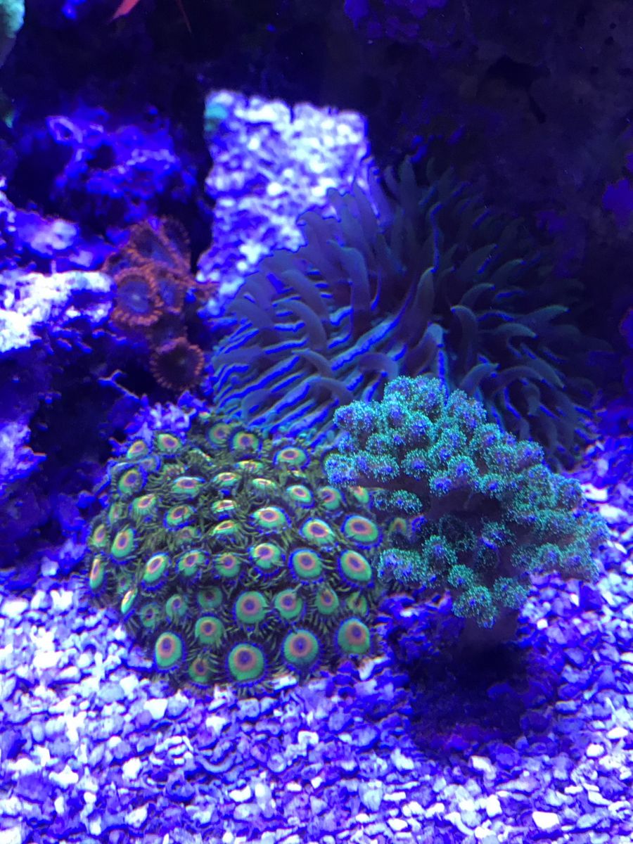 my aquarium pics