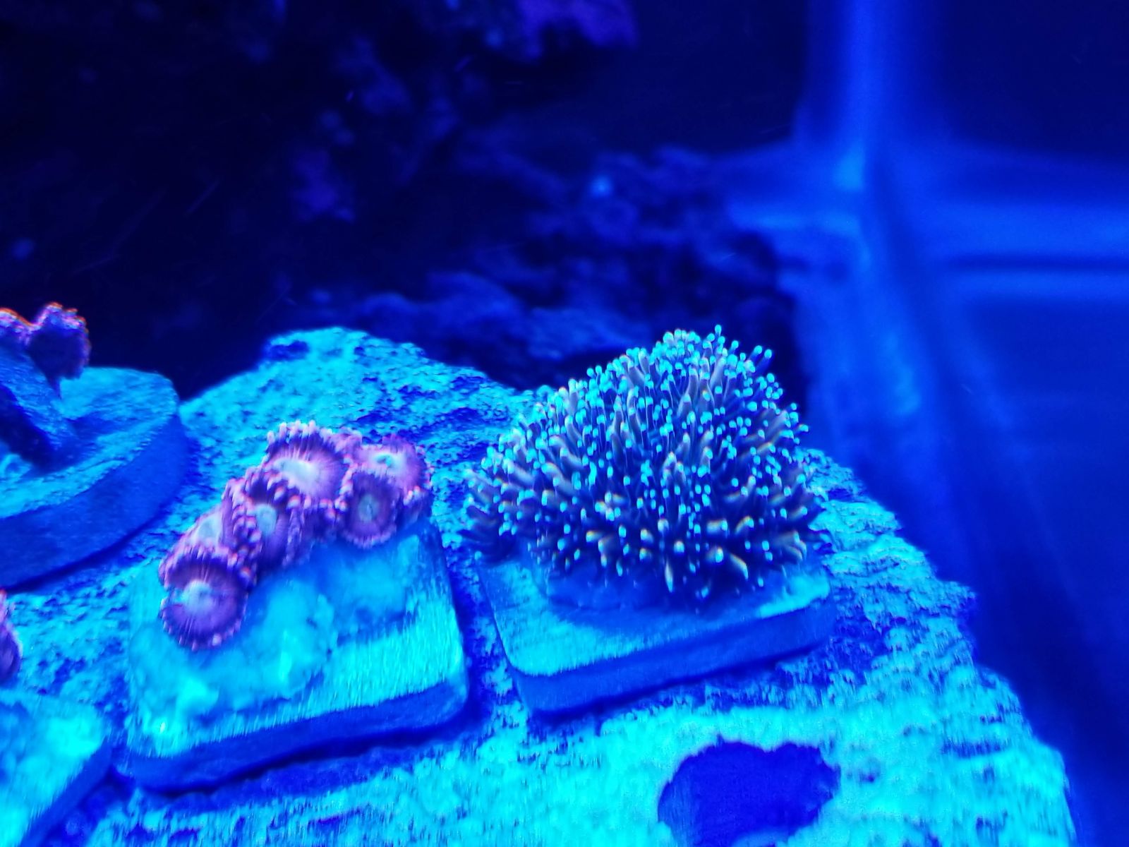coral 