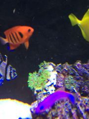 fish and GSP