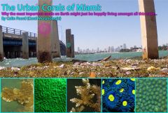 Urban Coral speaker board (Small)