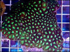 IC Coral Donation 1