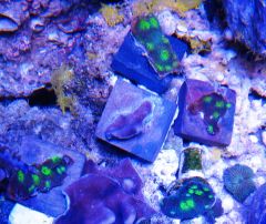 Assorted Frags 2