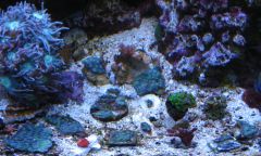 alien Eye & other frags collection