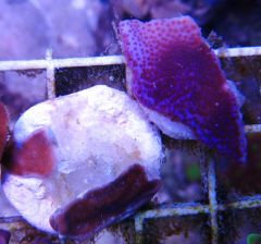 Heliopora and Purple Nurple
