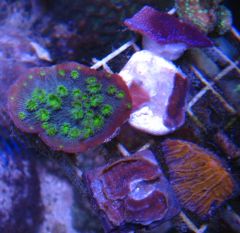 Frag rack - Alien eye, heliopora, purple nurple, fungia