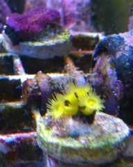 Yellow Polyps & Purple Nurple 1