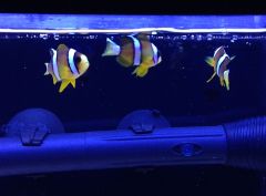 Juvenile Clarkii Clownfish