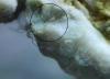 post-1561-0-94953300-1360031047_thumb.jpg