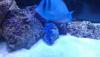 post-2633140-0-82442400-1361566318_thumb.jpg