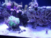 post-2635153-0-53582300-1406134895_thumb.gif