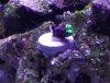post-2635153-0-68443000-1406134920_thumb.gif