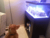 post-2635153-0-91651200-1406134861_thumb.gif