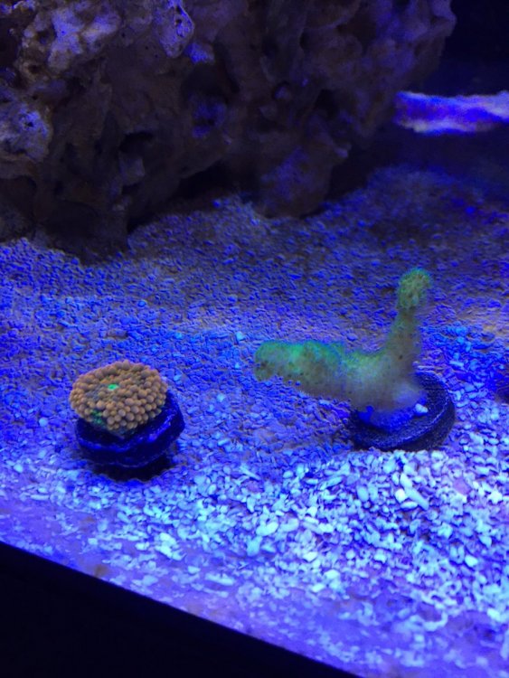 new corals.JPG