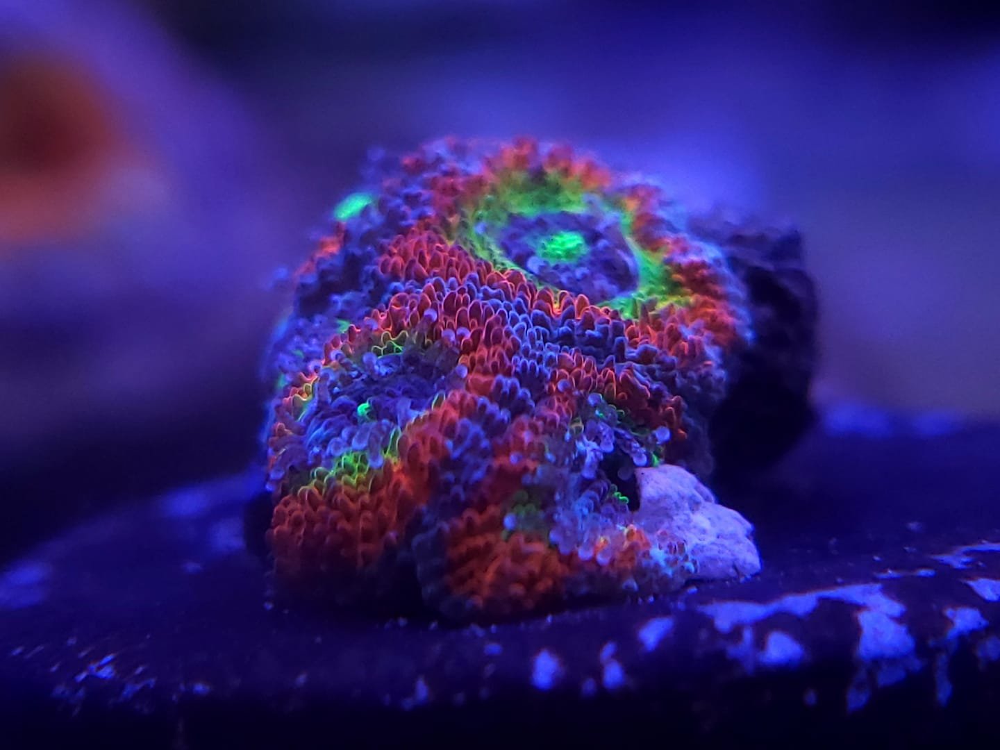 Other Corals