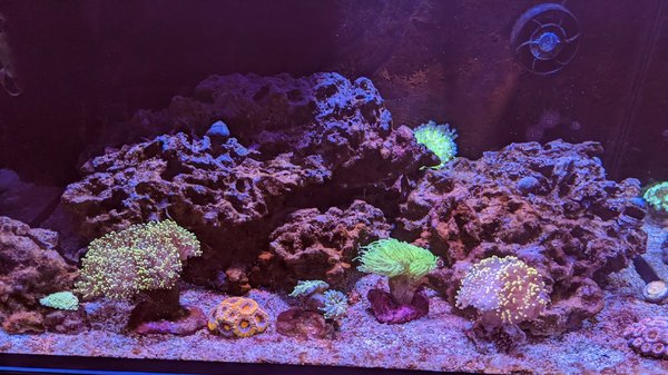 backup_corals.jpg