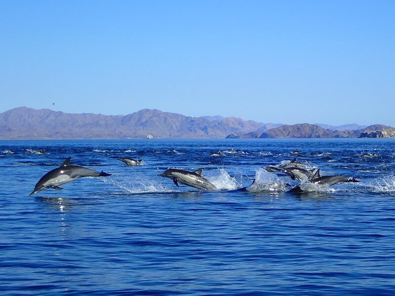 dolphins P7010331 sm.jpg