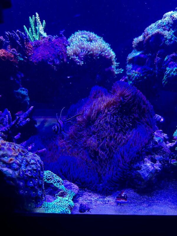 IMG_0857.thumb.jpeg.8fab158f2eda551dee5f11f039723239.jpeg