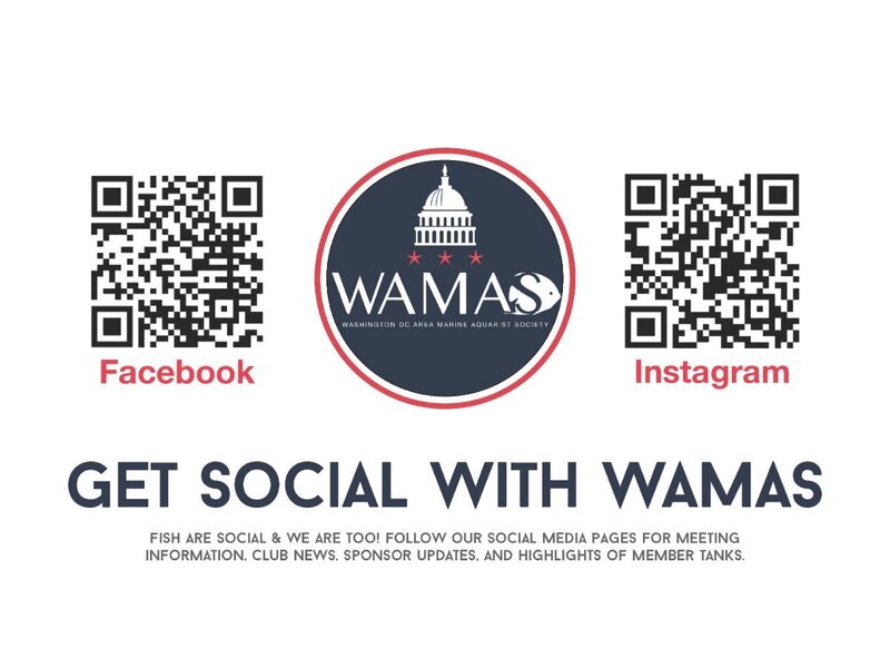 WAMAS Social.jpg